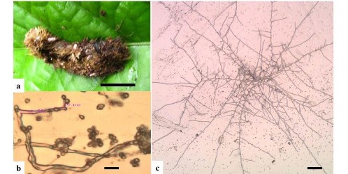 Hình 3 7 Hình thái mẫu CPA16 a Trạng thái ngoài tự nhiên b Bào tử Scale bar 3