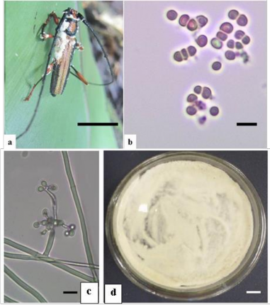 Hình 3 10 Hình thái mẫu CPA44 a Trạng thái ngoài tự nhiên b Bào tử c Cuống 6