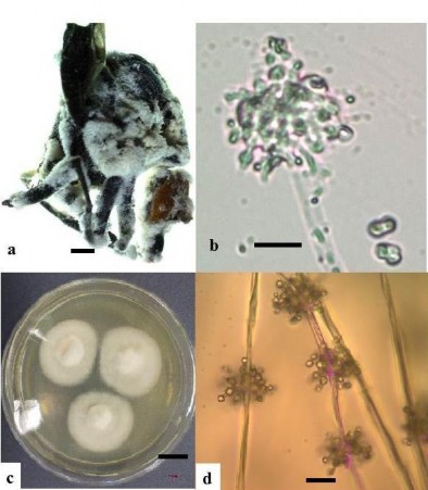 Hình 3 14 Hình thái mẫu XS36 a Trạng thái ngoài tự nhiên b d Bào tử c Khuẩn 1