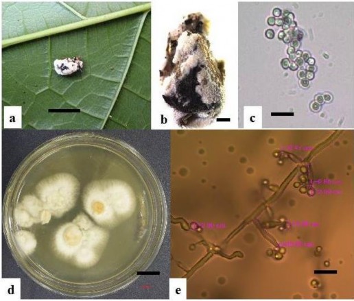 Hình 3 15 Hình thái mẫu XS37 a b Trạng thái ngoài tự nhiên c Bào tử d Hệ 2