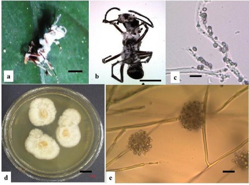 Hình 3 16 Hình thái mẫu XS38 a b Trạng thái ngoài tự nhiên c e Bào tử d 3