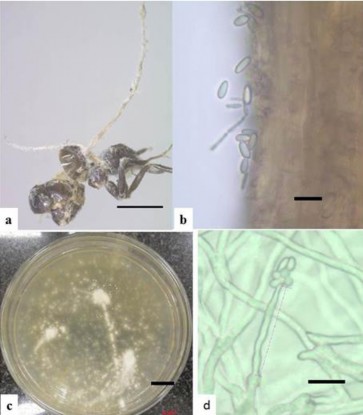 Hình 3 17 Hình thái mẫu XS57 a Trạng thái ngoài tự nhiên b Bào tử c Hệ sợi 4