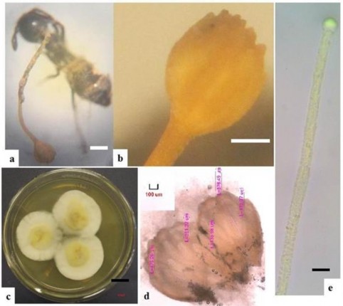 Hình 3 18 Hình thái mẫu XS65 a Trạng thái ngoài tự nhiên b Phần stroma c 5