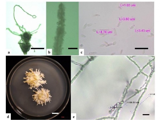 Hình 3 19 Hình thái mẫu XS66 a Trạng thái ngoài tự nhiên b Phần stroma c Bào 6