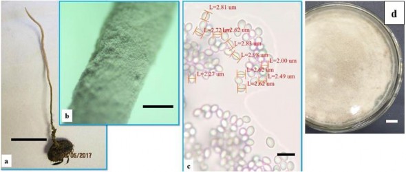 Hình 3 23 Hình thái mẫu XS77 a b Trạng thái ngoài tự nhiên c Bào tử d Hệ 2