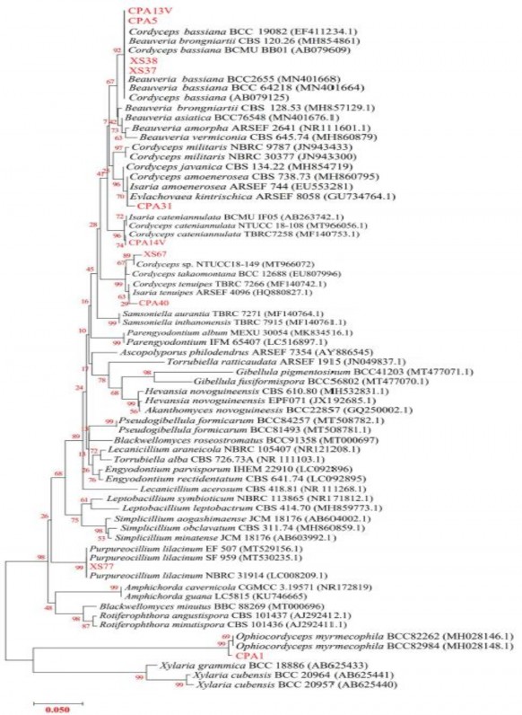 Hình 3 25 Mối quan hệ phát sinh chủng loại của các chủng nấm ký sinh côn trùng 4
