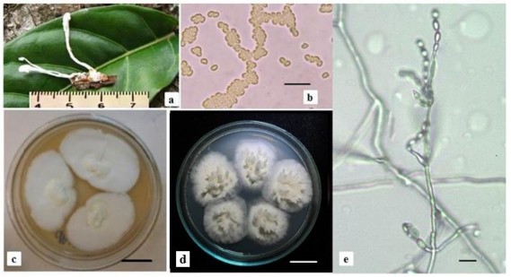 Hình 3 27 Đặc điểm hình thái của chủng Cordyceps sp CPA14V a Trạng thái vô 2