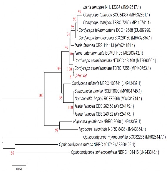 Hình 3 28 Kết quả xây dựng cây phát sinh loài dựa trên vùng gen ITS1 5 8S rDNA ITS2 1