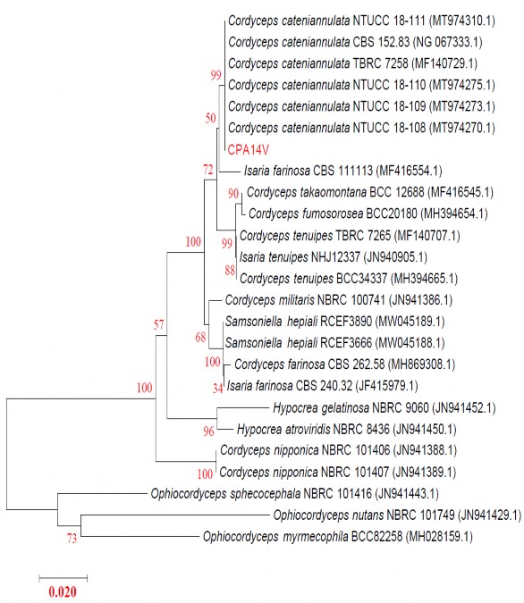 Hình 3 29 Kết quả xây dựng cây phát sinh loài dựa trên vùng gen LSU Kết hợp 2