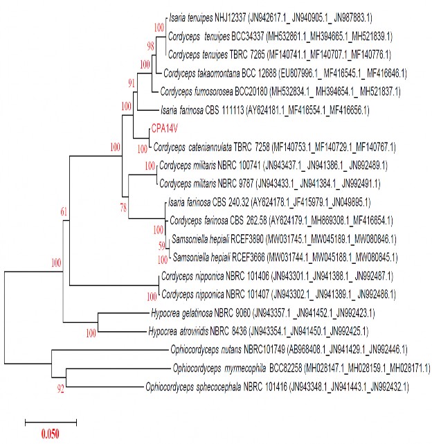 Hình 3 30 Kết quả xây dựng cây phát sinh loài dựa trên 3 vùng gen ITS1 5 8S 3