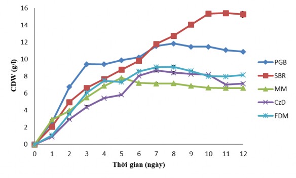 a Khả năng sinh trưởng của chủng nấm C cateniannulata CPA14V trong 05 loại môi 4
