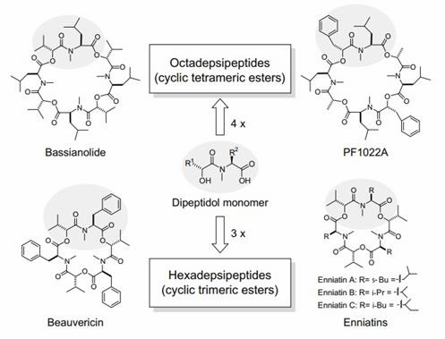 Hình 1 1 Cấu trúc một số loại cyclooligomer depsipeptide 204 Những nghiên cứu 1