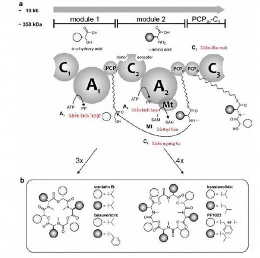 Hình 1 5 Sinh tổng hợp COD 25 Có hai mô hình khác nhau đã được đề xuất về 1