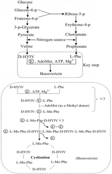 Hình 1 6 Con đường sinh tổng hợp beauvericin 194 1 3 4 Nguồn nitơ Nitơ là yếu 1