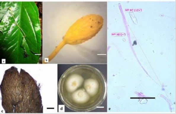 Hình 3 1 Hình thái mẫu CPA1 a Trạng thái hữu tính ngoài tự nhiên b Phần 2