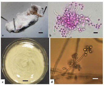Hình 3 3 Hình thái mẫu CPA5 a Trạng thái ngoài tự nhiên b Bào tử c Hệ sợi 4