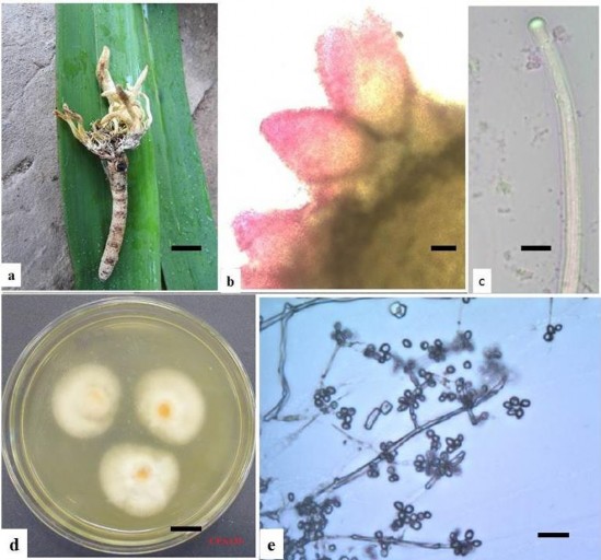 Hình 3 4 Hình thái mẫu CPA13V a Trạng thái ngoài tự nhiên b Quả th c Túi bào 5