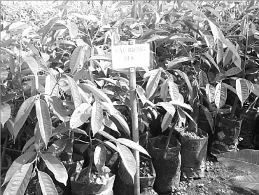 Nguyễn Bảo Vệ 2004 Hình 2 9 Cây con đạt tiêu chuẩn ở vườn ươm sẵn sàng 1