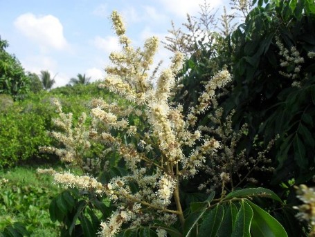 Trịnh Xuân Việt 2010 Hình 3 1 Hoa của nhãn Edor 2 4 Trái Trái thuộc loại phì 2