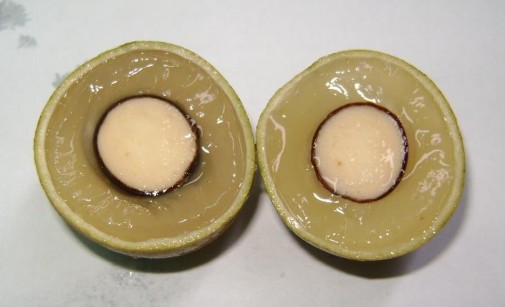 Trịnh Xuân Việt 2010 Hình 3 2 Trái nhãn Xuồng Cơm Vàng 2 5 Hột Hột nhãn có 3