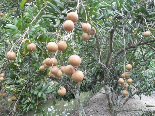 Trịnh Xuân Việt 2010 Hình 3 3 Nhãn Xuồng Cơm Vàng 4 2 Nhãn Tiêu Da Bò Theo kết 4