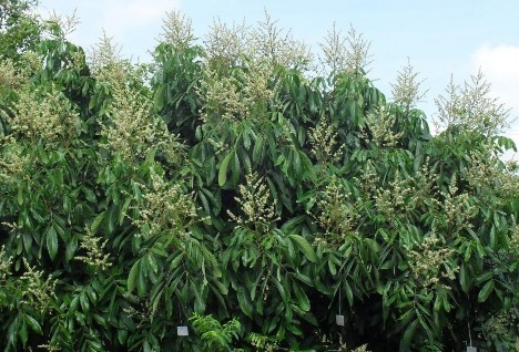 Hình 3 5 Cây nhãn Edor Trịnh Xuân Việt 2010 4 4 Nhãn Long Nhãn Long được trồng 2