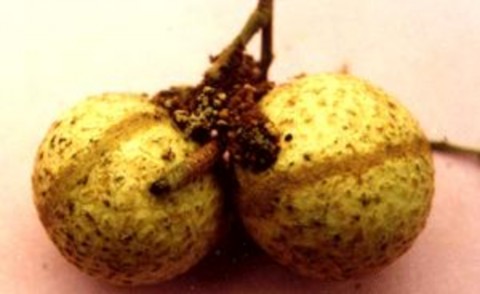 Hình 3 6 Sâu đục trái nhãn Biện pháp phòng trị Tỉa cành thông thoáng để 1