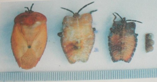 Hình 3 8 Bọ xít hại nhãn Biện pháp phòng trị Trong tự nhiên thành phần thiên 2