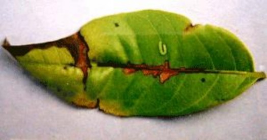 Hình 3 9 Sâu đục gân lá nhãn Biện pháp phòng trị Trong điều kiện tự nhiên 3