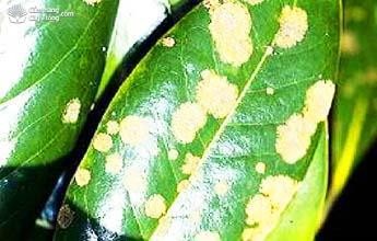 Hình 3 10 Bệnh đóm rong Biện pháp phòng trị Tạo điều kiện cho cây sinh 4