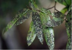 Hình 3 11 Bệnh đốm bồ hóng Biện pháp phòng trị Không trồng dày cần tỉa 5