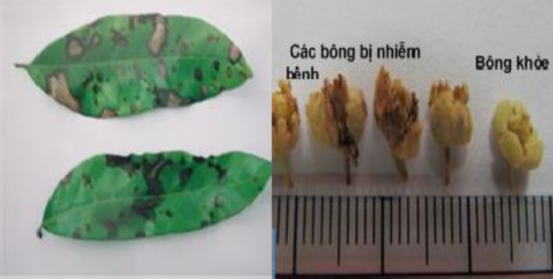 Hình 3 15 Bệnh thán thư trên lá và bông nhãn Biện pháp phòng trị Tỉa cành 1