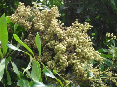 Hình 3 16 Bông nhãn bị bệnh chổi rồng Biện pháp phòng trị Cắt tỉa sâu 50 2