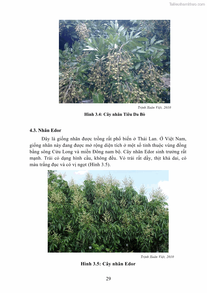 Giáo trình Cây ăn trái Nghề: Bảo vệ thực vật - Cao đẳng: Phần 1 - Trường Cao đẳng Cộng đồng Đồng Tháp - 4 Trang 41