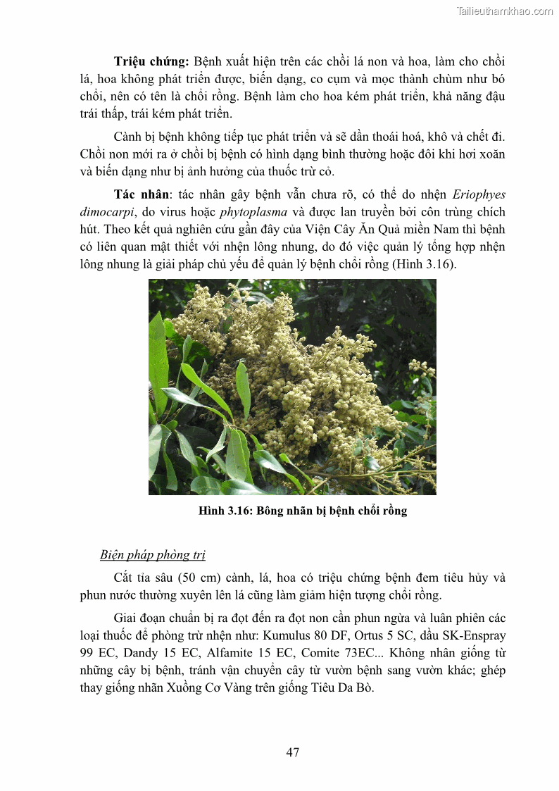 Giáo trình Cây ăn trái Nghề: Bảo vệ thực vật - Cao đẳng: Phần 1 - Trường Cao đẳng Cộng đồng Đồng Tháp - 5 Trang 59