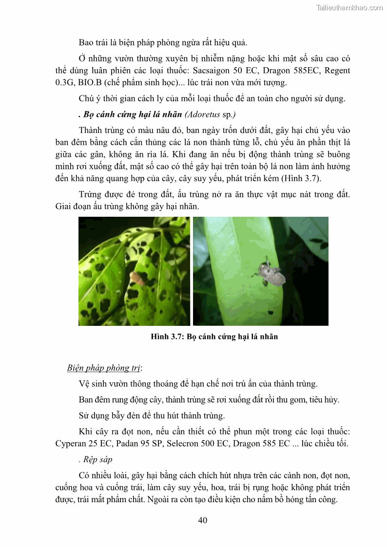 Giáo trình Cây ăn trái Nghề: Bảo vệ thực vật - Cao đẳng: Phần 1 - Trường Cao đẳng Cộng đồng Đồng Tháp - 5 Trang 52