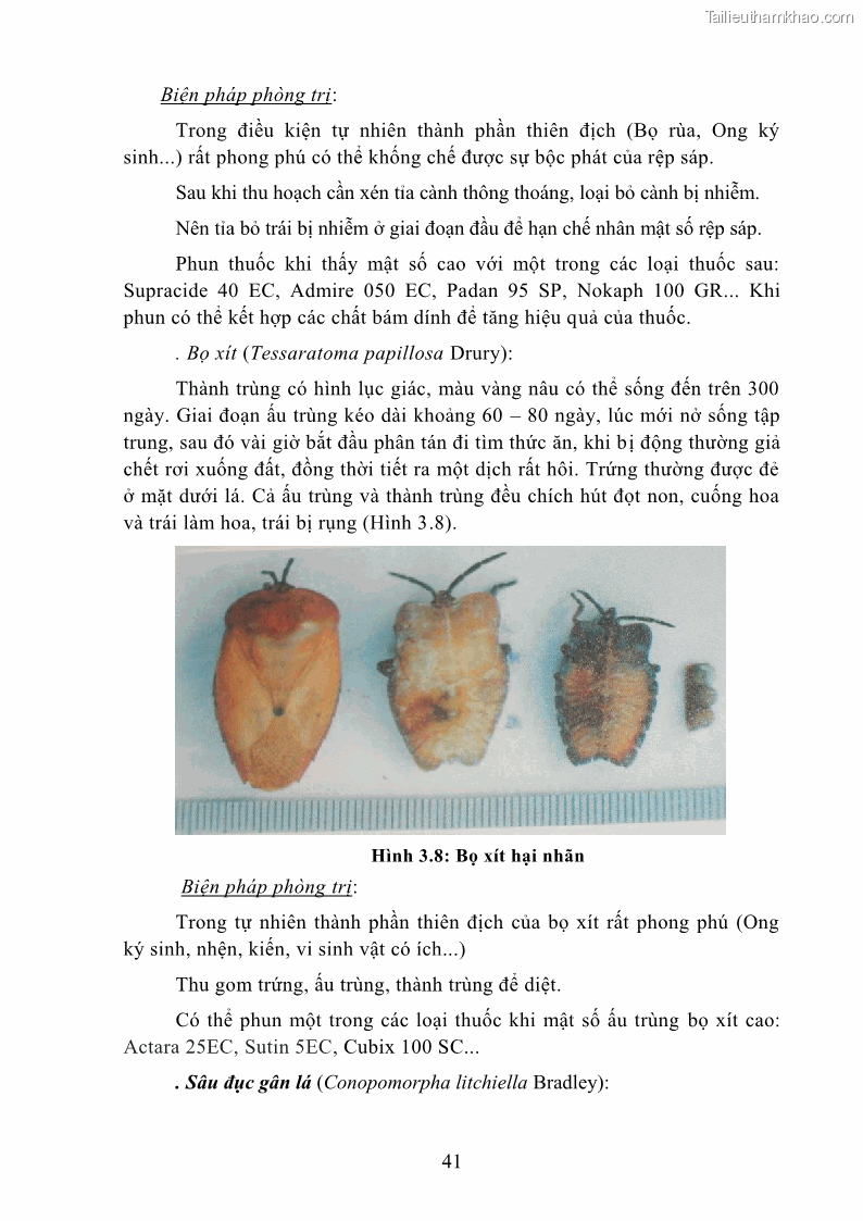 Giáo trình Cây ăn trái Nghề: Bảo vệ thực vật - Cao đẳng: Phần 1 - Trường Cao đẳng Cộng đồng Đồng Tháp - 5 Trang 53