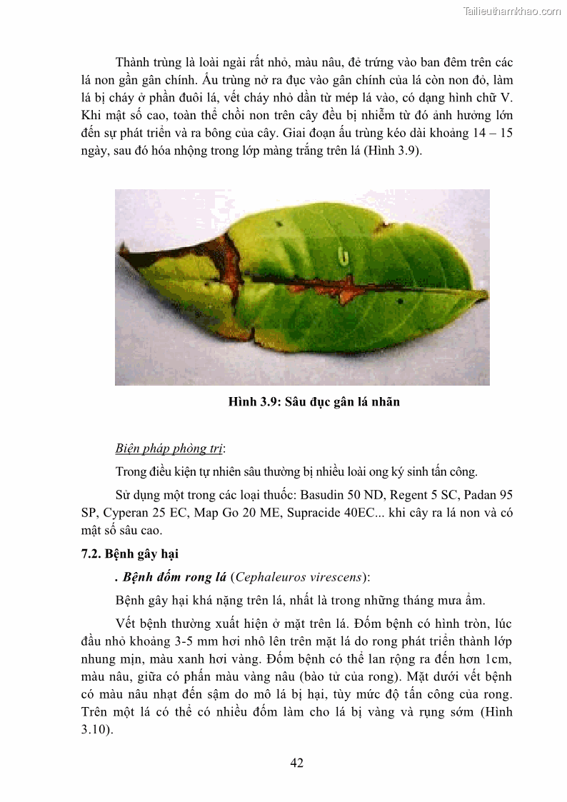 Giáo trình Cây ăn trái Nghề: Bảo vệ thực vật - Cao đẳng: Phần 1 - Trường Cao đẳng Cộng đồng Đồng Tháp - 5 Trang 54