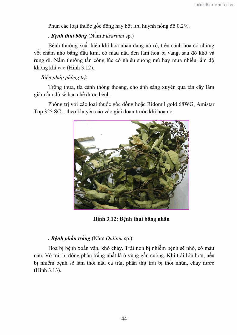 Giáo trình Cây ăn trái Nghề: Bảo vệ thực vật - Cao đẳng: Phần 1 - Trường Cao đẳng Cộng đồng Đồng Tháp - 5 Trang 56