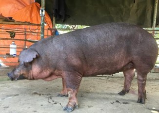 Lợn cái và đực dòng DVN1 Lợn cái và đực dòng DVN2 Lợn nái nuôi con và lợn 1