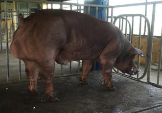 Lợn cái và đực dòng DVN1 Lợn cái và đực dòng DVN2 Lợn nái nuôi con và lợn 2