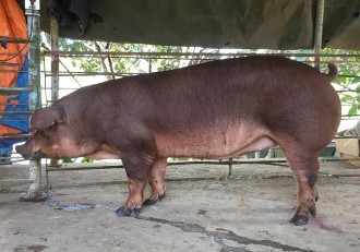 Lợn cái và đực dòng DVN2 Lợn nái nuôi con và lợn con theo mẹ DVN1 Lợn nái 3