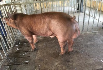 Lợn cái và đực dòng DVN2 Lợn nái nuôi con và lợn con theo mẹ DVN1 Lợn nái 4