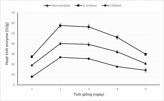 Hình 4 9 Ảnh hưởng của tuổi giống đến sinh tổng hợp glucoamylase α amylase 2