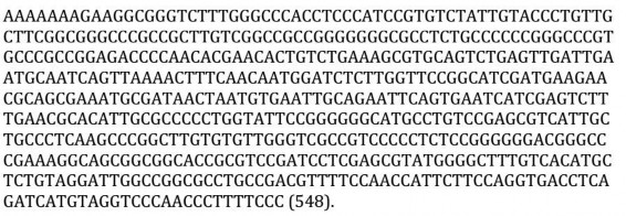 Hình 2 1 Trình tự 18S của chủng nấm sợi Asergillus niger A45 1 Hình 2 2 Cây phát 1