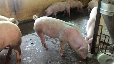 Hình 3 7 Lợn F1 LY ở lô ĐC PHỤ LỤC 4 QUY TRÌNH SẢN XUẤT ĐA ENZYME QUY MÔ PILOT 10