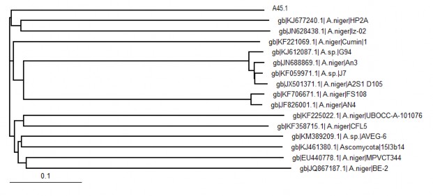 Hình 2 2 Cây phát sinh chủng loại của chủng nấm sợi A45 1 và các trình tự 2
