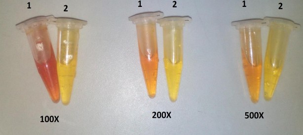 Hình 3 2 Kiểm tra hoạt tính enzyme α amylase của chủng Aspergillus niger GA15 1 4