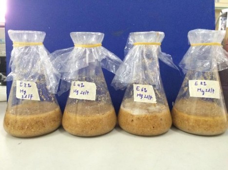 Hình 3 3 Tối ưu nồng độ enzyme Hình 3 3 Bã sắn sau lên men 5 ngày Hình 3 4 Chế 5