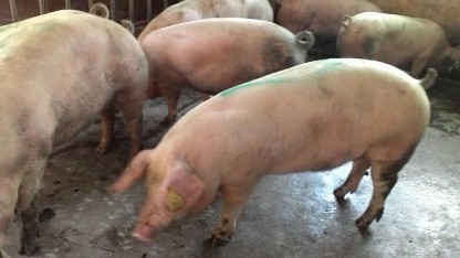 Hình 3 5 Lợn F1 LY ở lô TN1 Hình 3 6 Lợn F1 LY ở lô TN2 Hình 3 7 Lợn F1 LY 8